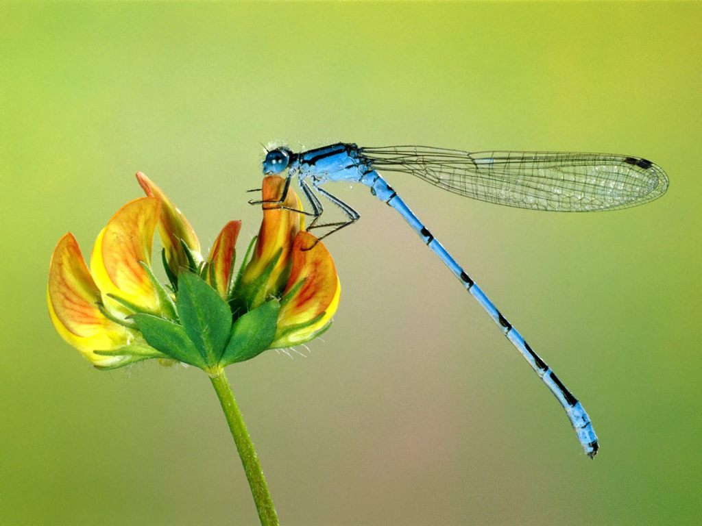 Dragonfly | Charlotte Animals