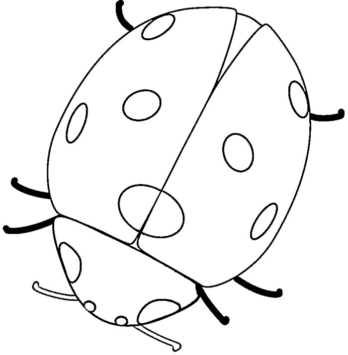 ladybird-outline-cliparts-co