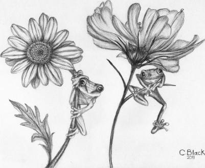 Pencil Drawings Of Flowers, Flower Posters and Flower Pictures To ...