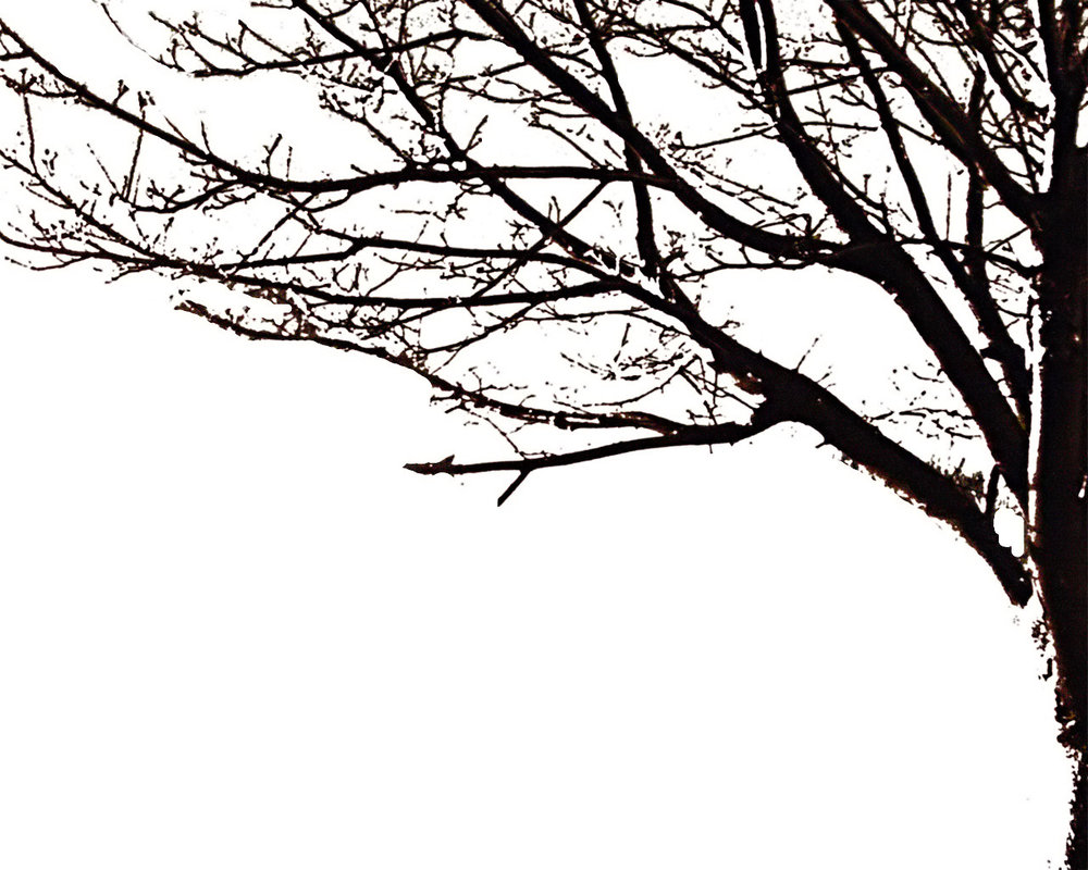 Tree silhouette by avidwriter on DeviantArt