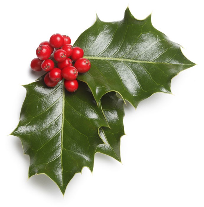 Image Gallery For : Holly Berries Png - Cliparts.co