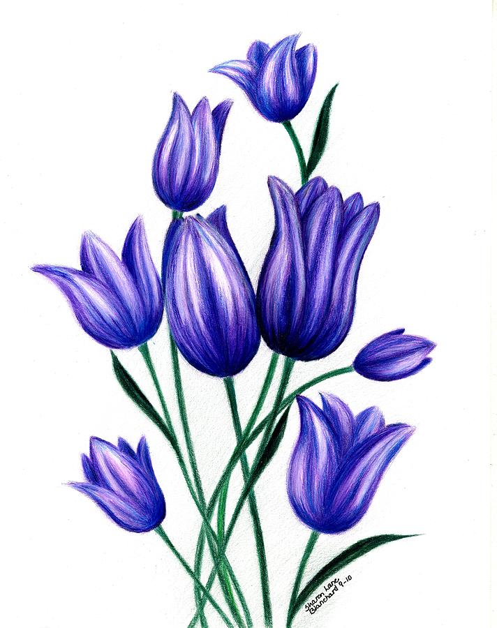 Tulips For Harry by Sharon Blanchard - Tulips For Harry Drawing ...