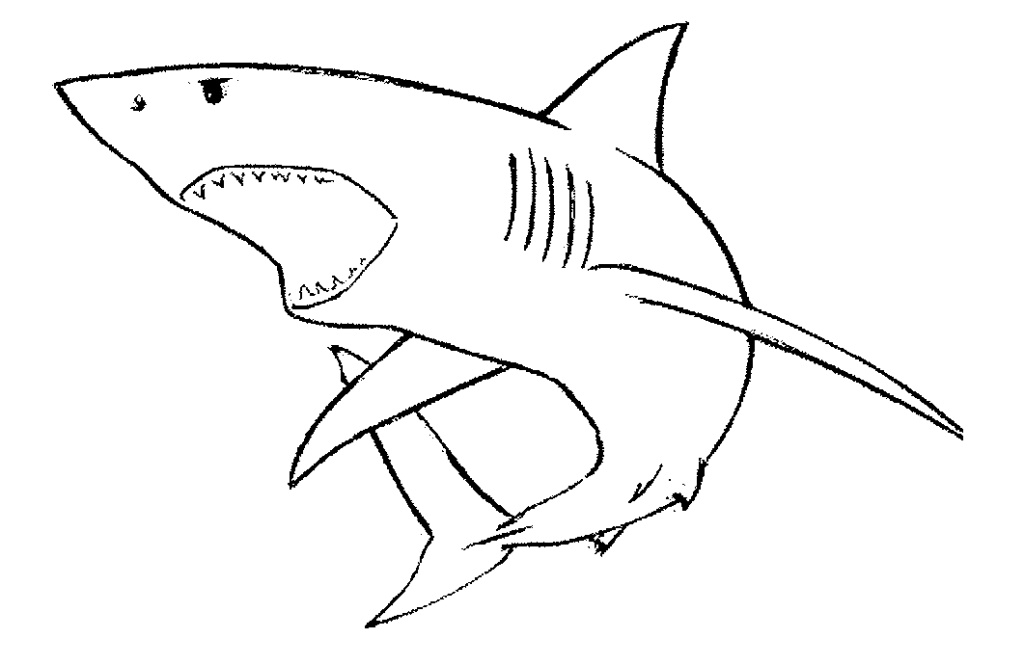 Open Shark Mouth Drawing Images & Pictures - Becuo