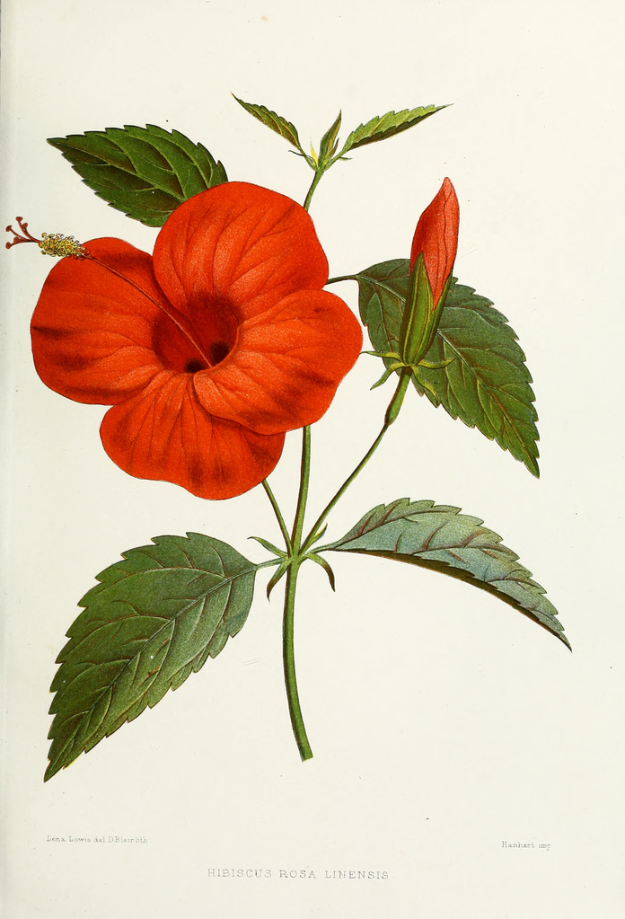 File:Flower-hibiscus-rosa-linensis.png - Wikimedia Commons