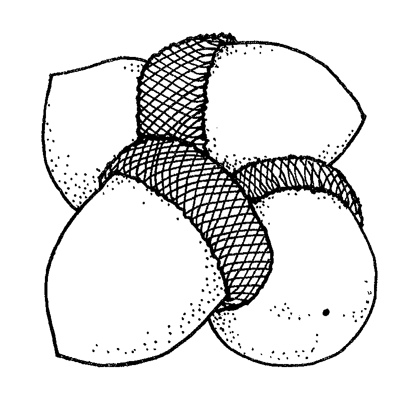 free black and white acorn clip art - photo #23