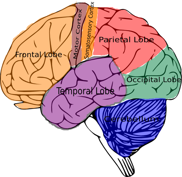 Brain Topographic Function clip art - vector clip art online ...