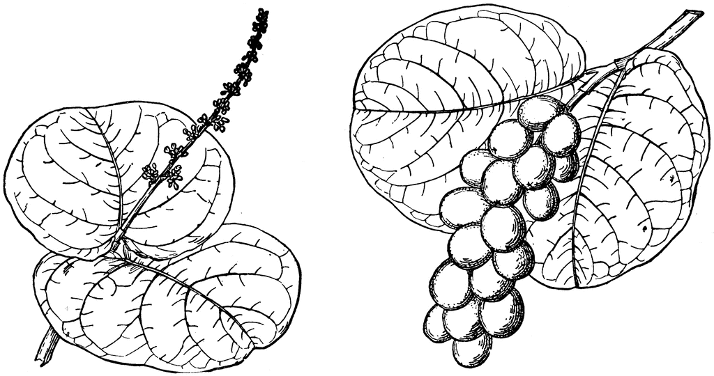Branch of Sea Grape | ClipArt ETC