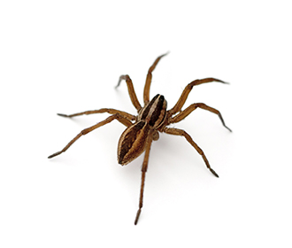 Common Spider Species | Rentokil Pest Control