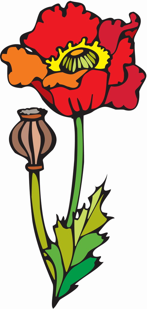 Cartoon carnation flower pictures | Trees and Flowers Pictures