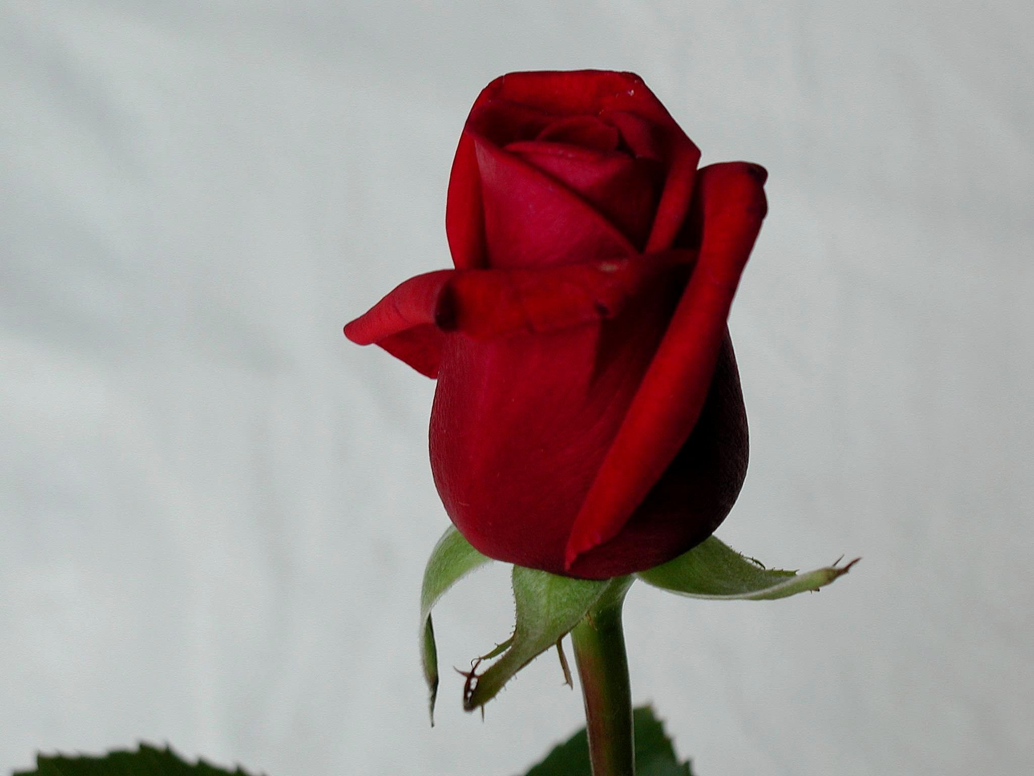 red rose radio dating