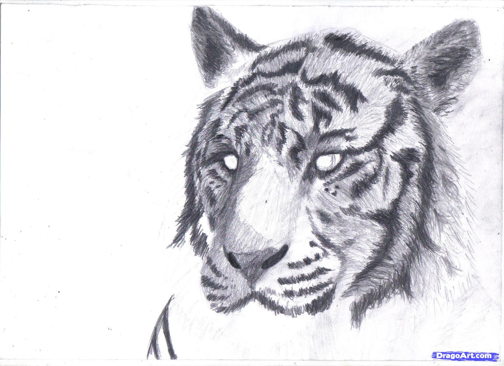 How To Draw A White Tiger, Draw A Tiger In Pencil, Step By Step