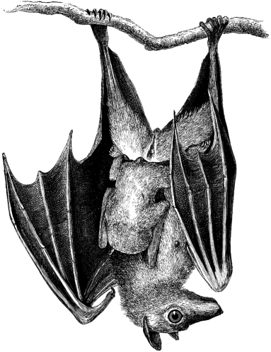 Flying Fox Fruit Bat