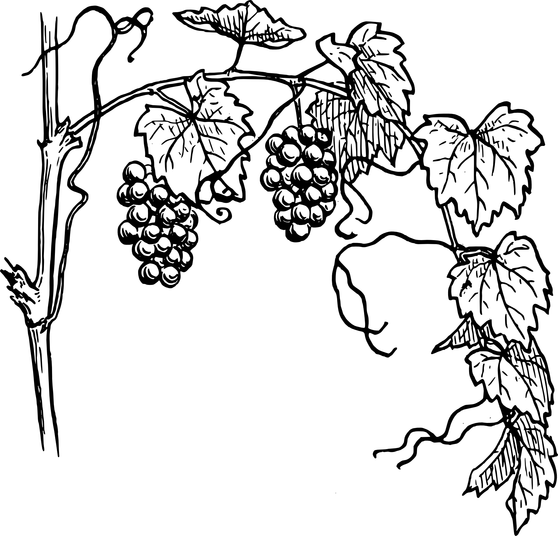 Grapes Drawing - Gallery