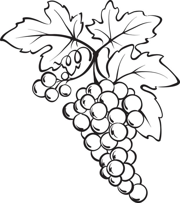 Free, Printable Bunch of Grapes Coloring Page