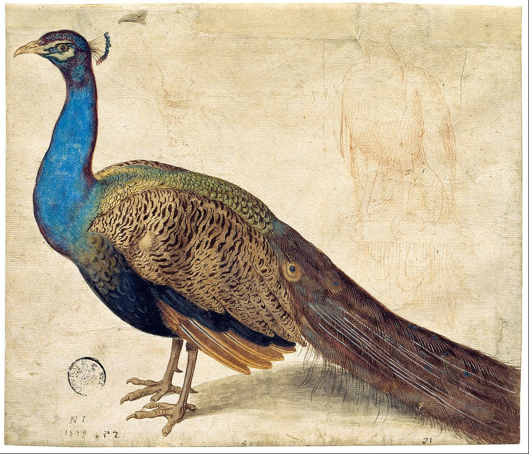 File:Nicolaus Juvenel - Peacock - Google Art Project.jpg ...