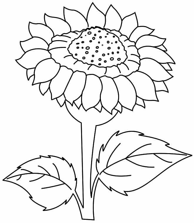 Colouring Sheets Sunflower Flowers Printable For Preschool #45964.
