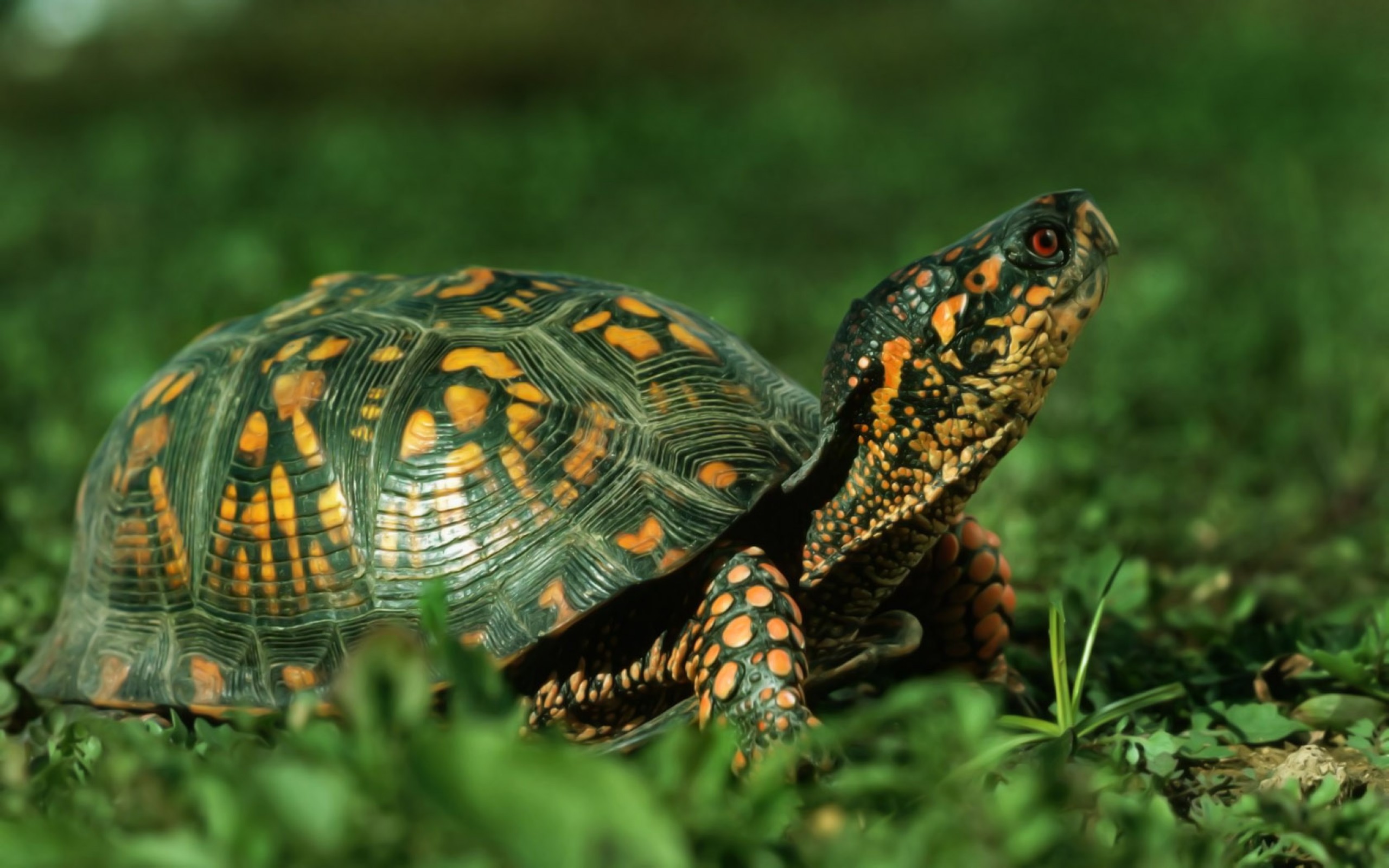 Can we lighten up a little and post turtle or tortoise pictures here?