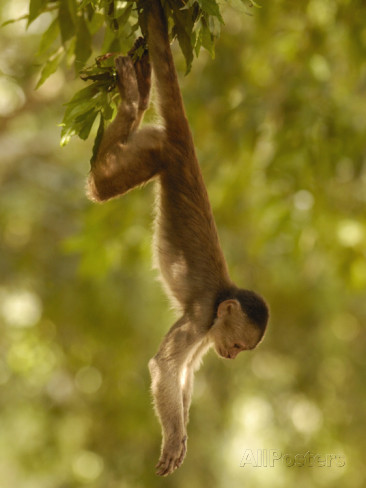White-Fronted Capuchin Monkey Hanging From a Tree, Puerto ...
