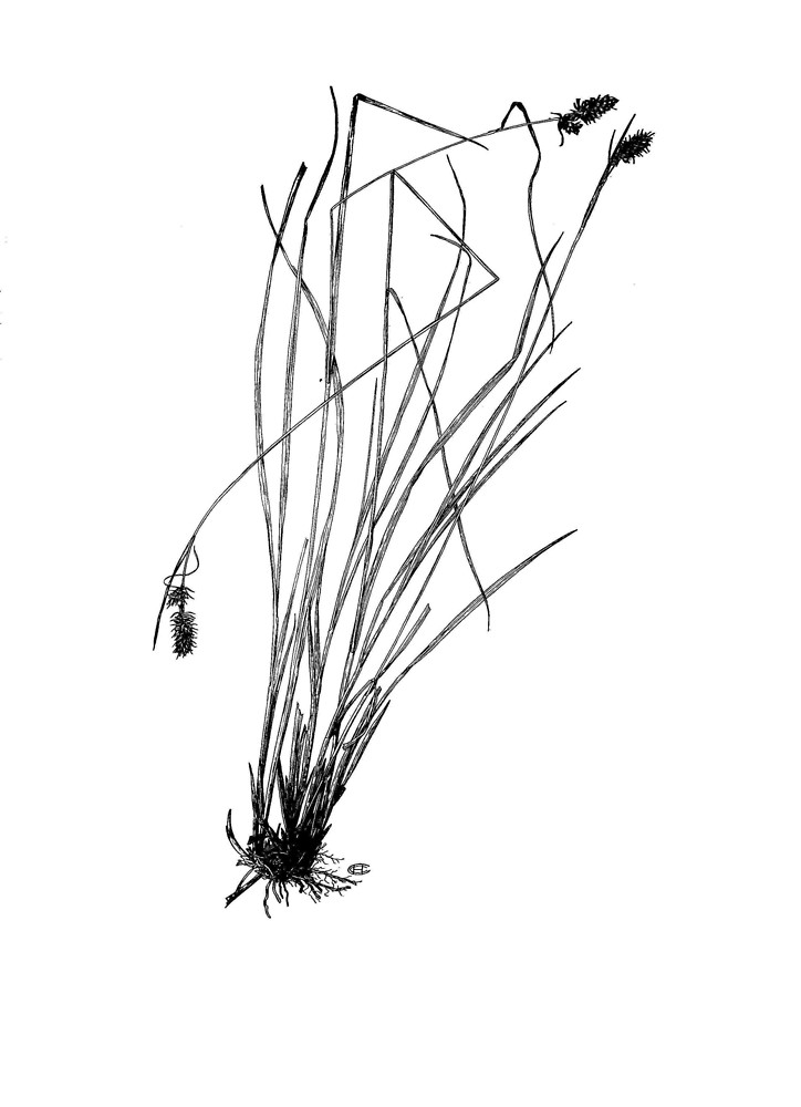 Carex bushii (Bush's sedge): Go Botany