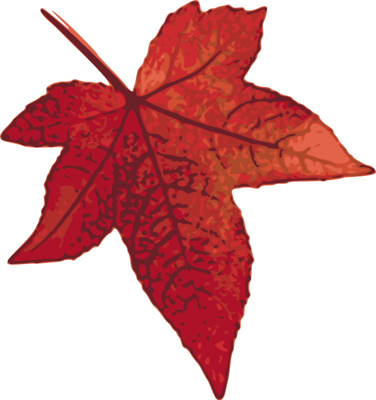 Red maple leaf Free Vector / 4Vector