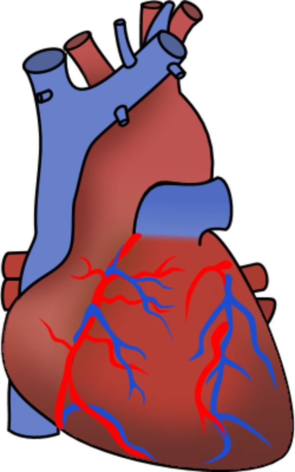 Human Heart - vector Clip Art