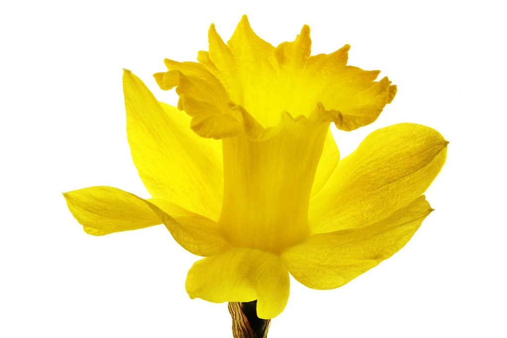 Debra Prinzing » Post » SLOW FLOWERS Podcast: Teri Chace, Author ...