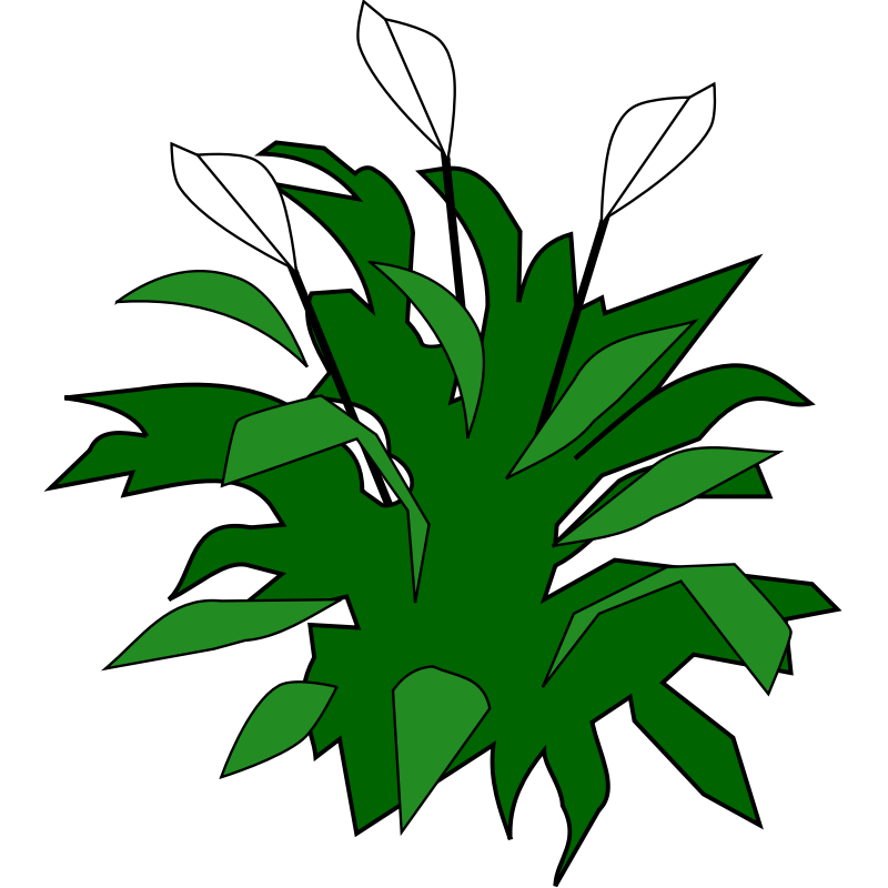 spathiphyllum.png