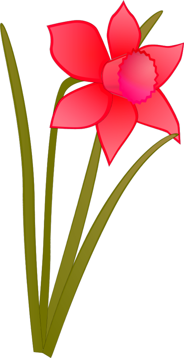 Daffodil-wire frame - vector Clip Art