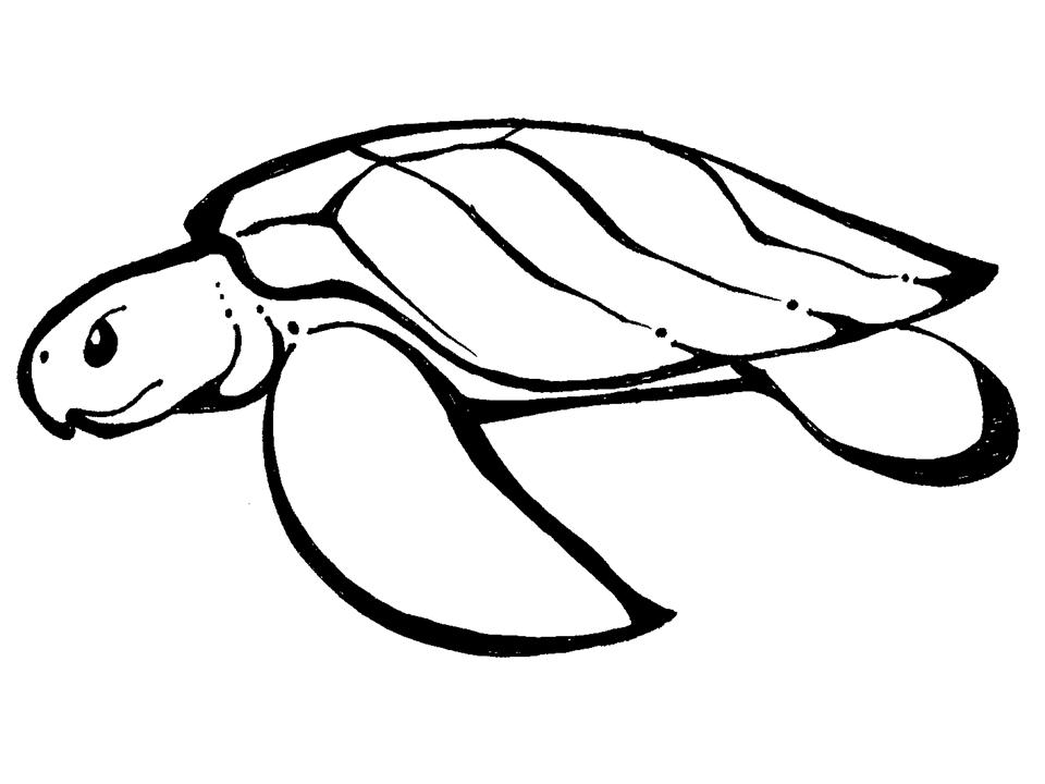 Pin Sea Turtle Line Drawings Pictures on Pinterest