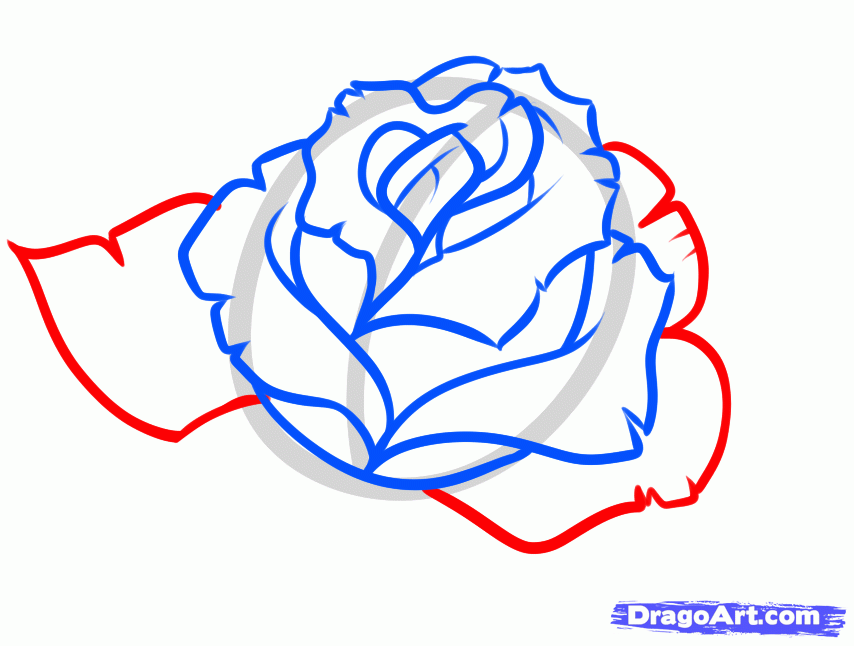 Draw a Blue Rose, Step by Step, Drawing Sheets, Added by Dawn ...