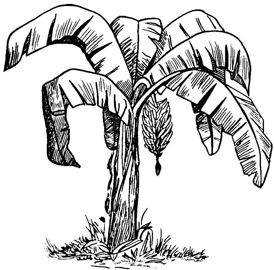 Cartoon Banana Tree - Cliparts.co