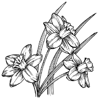 How to Draw a Daffodil - HowStuffWorks