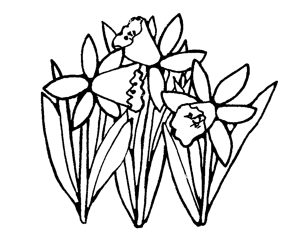 Images For > Daffodil Drawing Outline