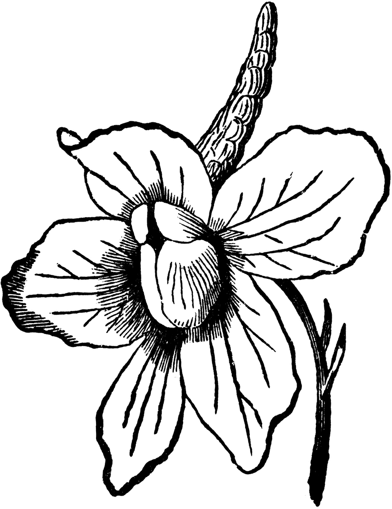 Larkspur Flower Tattoo - Cliparts.co