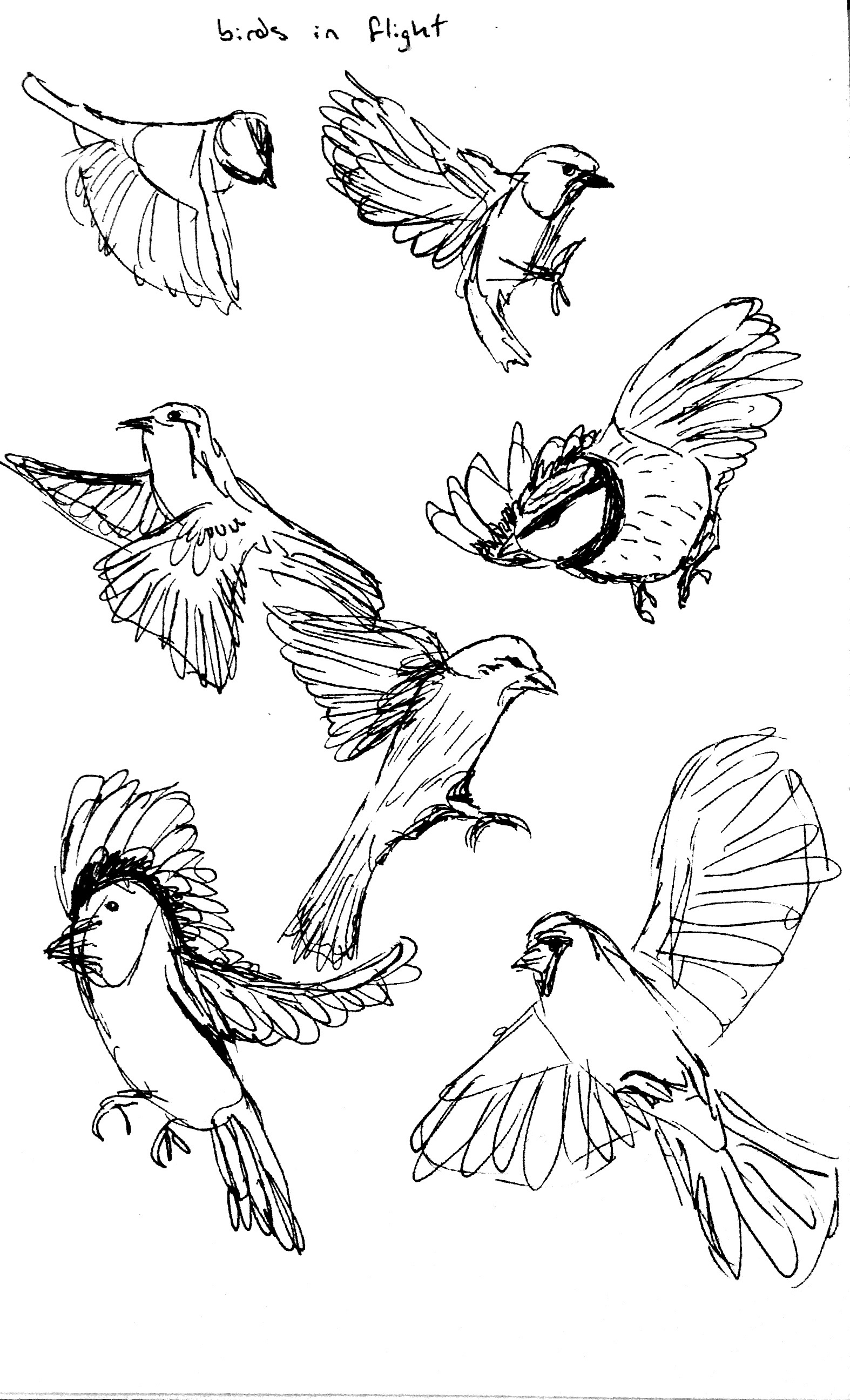 Flying Bird Drawing - Cliparts.co