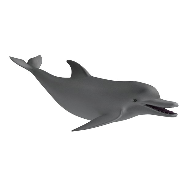 Moving Dolphin Related Keywords & Suggestions - Moving Dolphin ...