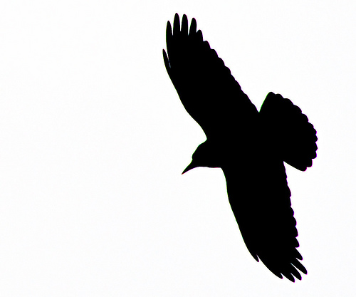 Silhouette of a Crow | Flickr - Photo Sharing!