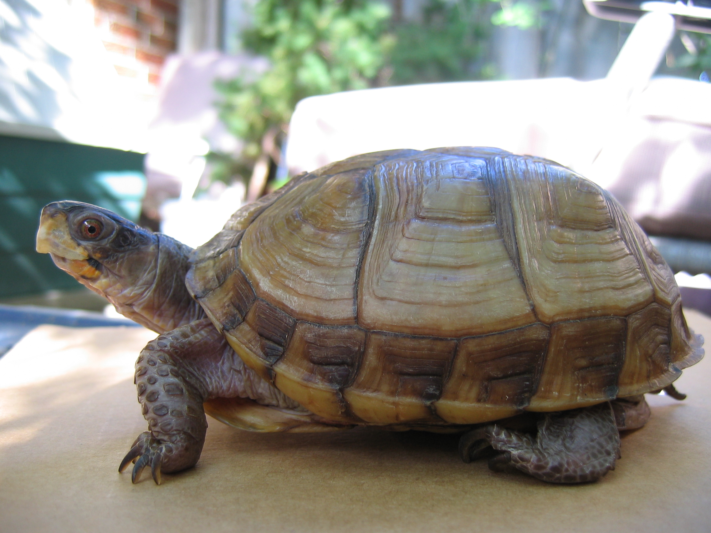 File:Three-toed Box Turtle.jpg - Wikimedia Commons