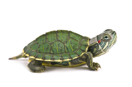 Red Eared Slider Turtle for Sale | Reptiles for Sale