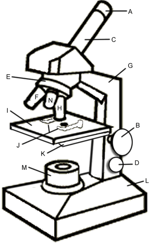 Microscope Drawing Worksheet | Clipart Panda - Free Clipart Images