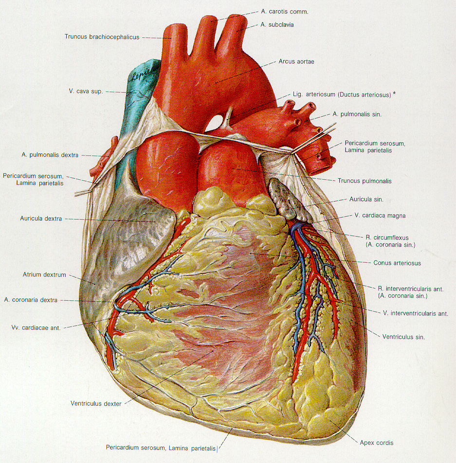 Human Heart Diagram.Com - Anatomy