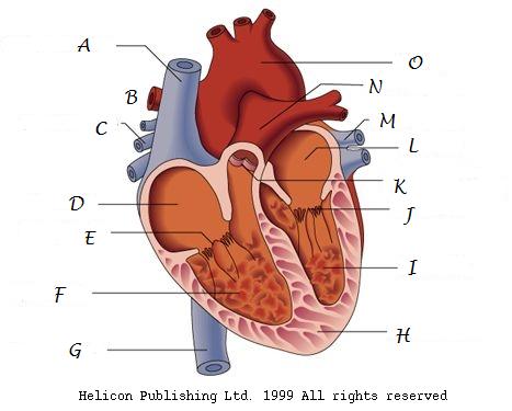 Heart Diagram - ProProfs Quiz