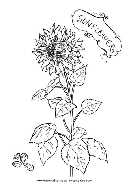 sunflower_coloring_page_440.jpg