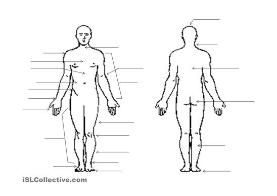 Outline Of Body - Cliparts.co