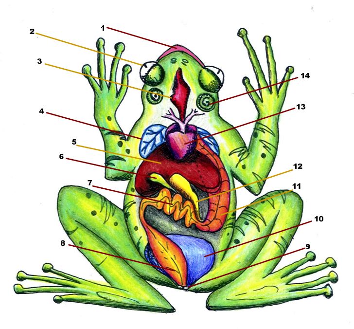 Diagram of Frog Anatomy: Huge Color Image - ClipArt Best - ClipArt ...