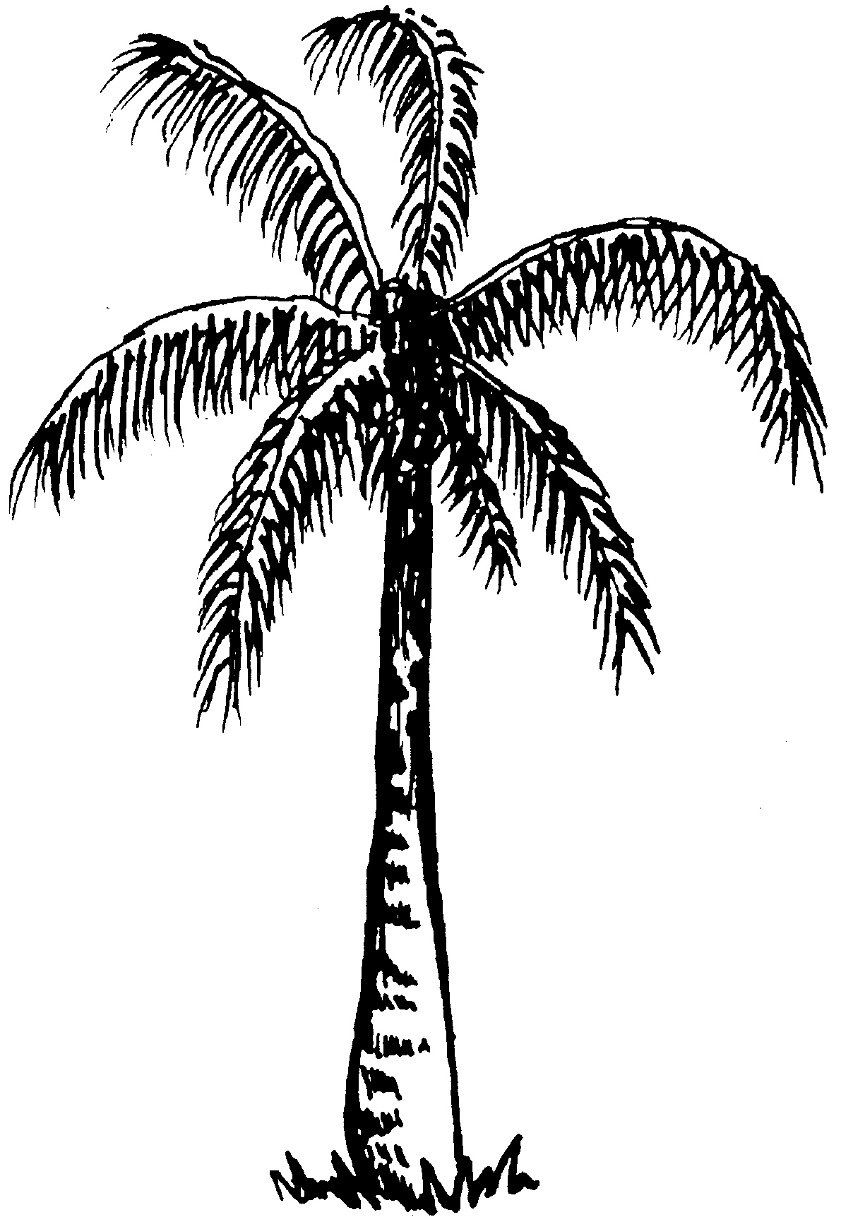 free black and white palm tree clip art - photo #1