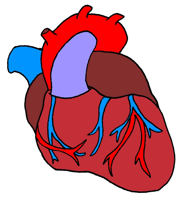 File:Heart cartoon.jpeg - Mediwikis