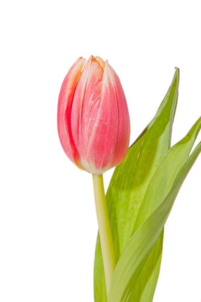 Pink and White Bicolor Tulips - Standard Tulips - Tulips - Types ...