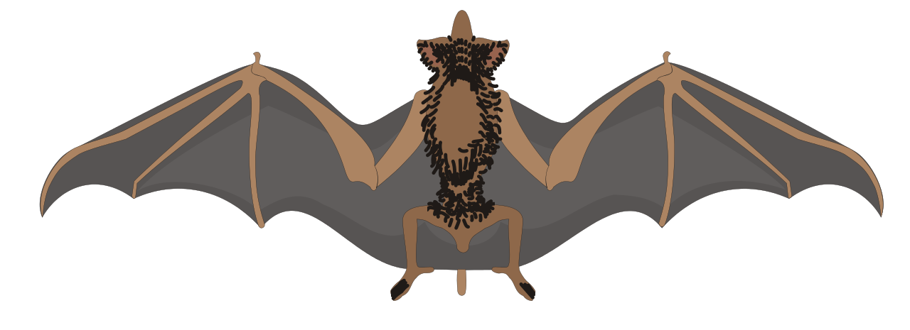 File:Bat clipart.svg - Wikimedia Commons