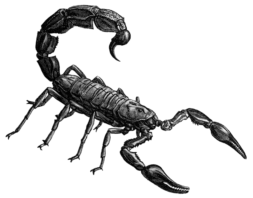Cartoon Scorpion